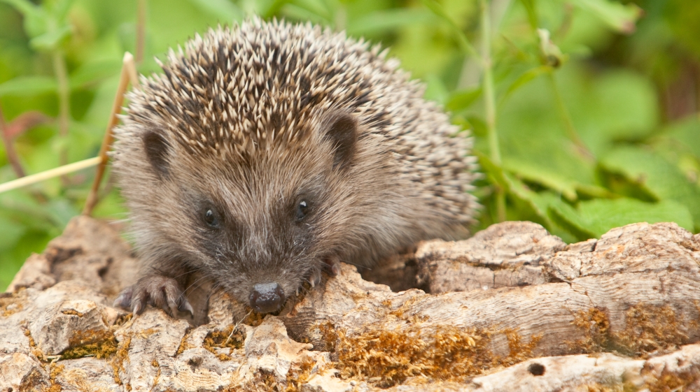 Zum Kapitel "Igelfreundlicher Garten" igel auf baumstamm